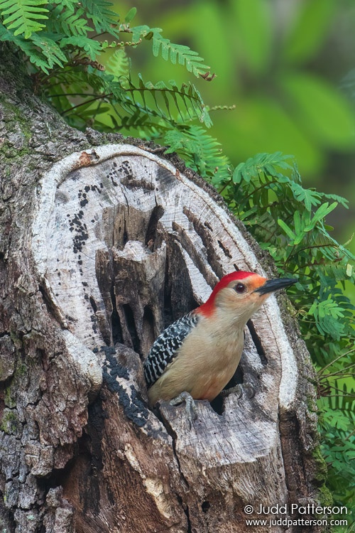 Red-bellied Woodpecker, Davie, Florida, United States
