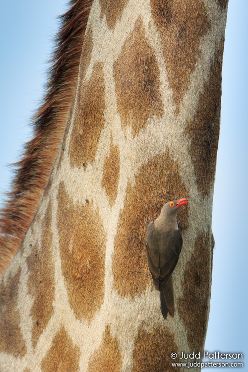 Red-billed Oxpecker, Moremi National Park, Botswana