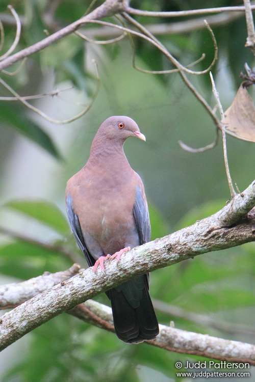 Red-billed Pigeon, Pico Bonito Lodge, Honduras