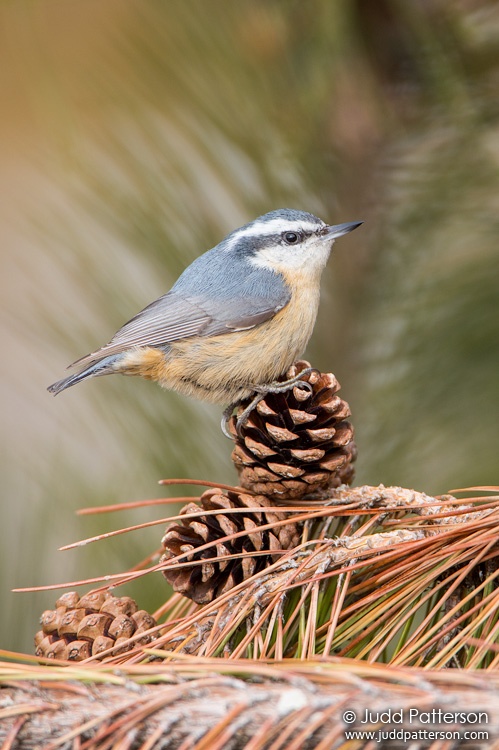 Red-breasted Nuthatch, Heckscher State Park, New York, United States