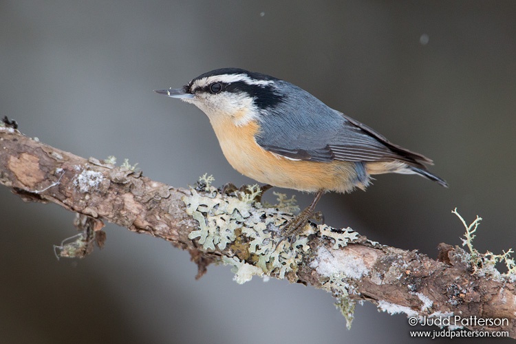 Red-breasted Nuthatch, Sax-Zim Bog, Minnesota, United States