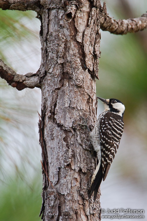 Red-cockaded Woodpecker, Three Lakes Wildlife Management Area, Florida, United States