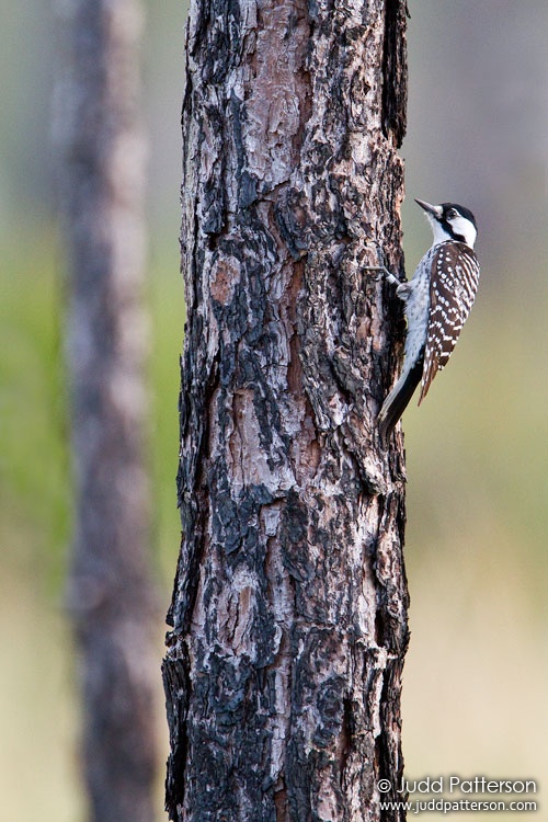 Red-cockaded Woodpecker, Three Lakes Wildlife Management Area, Florida, United States