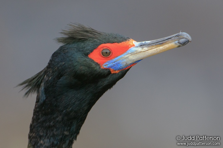 Red-faced Cormorant, Reef Colony, Alaska, United States