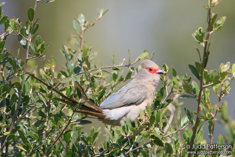 Red-faced Mousebird, Rietvlei Nature Reserve, South Africa