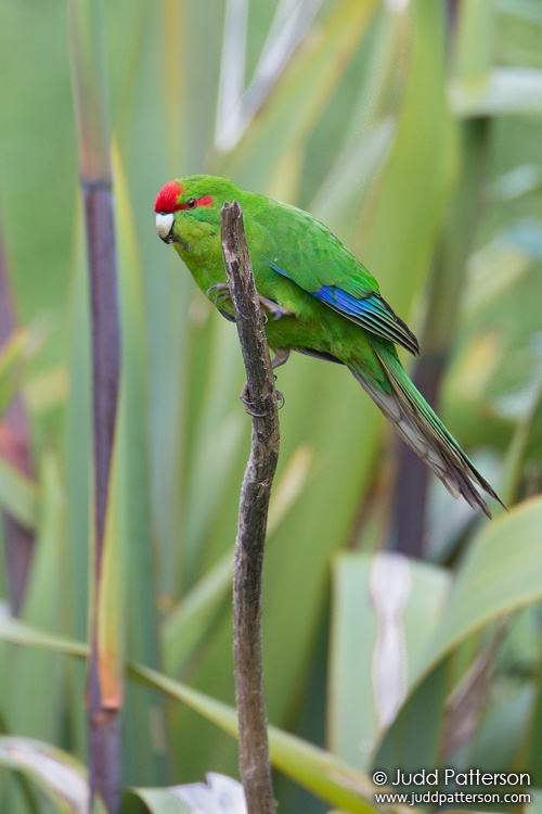 Red-fronted Parakeet, Tiritiri Matangi Island, New Zealand