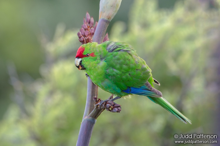 Red-crowned Parakeet, Tiritiri Matangi Island, New Zealand