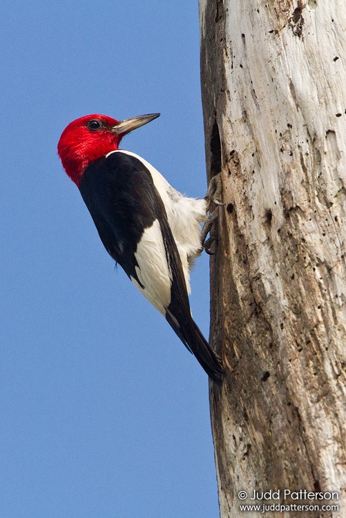 Red-headed Woodpecker, J.W. Corbett Wildlife Management Area, Florida, United States