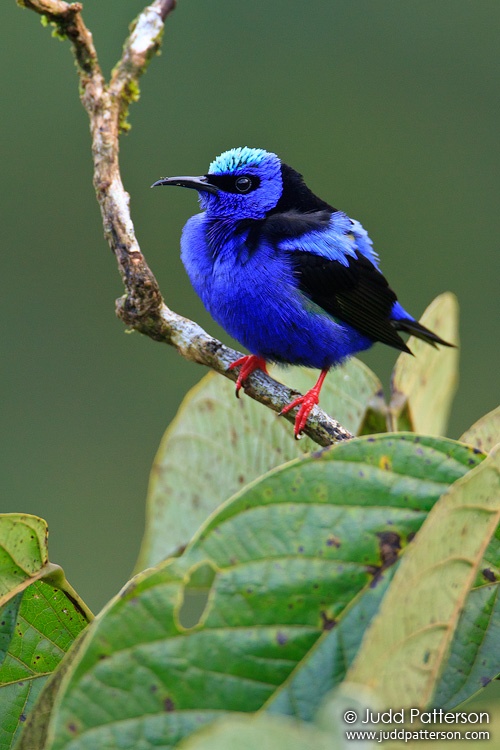 Red-legged Honeycreeper, Arenal Observatory Lodge, Costa Rica