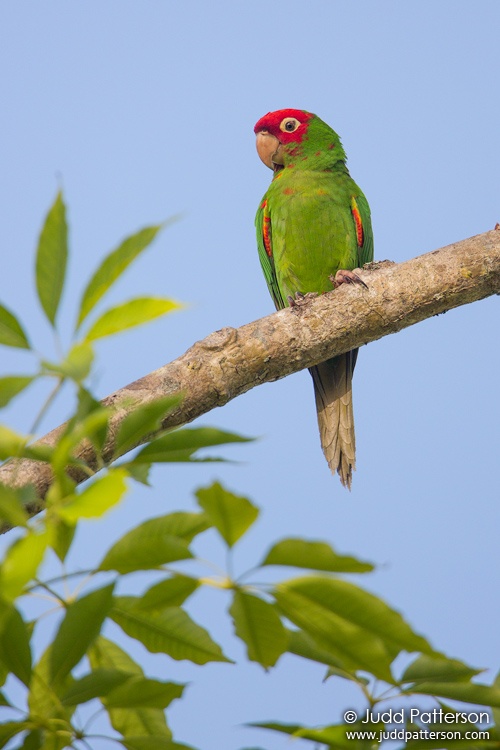 Red-masked Parakeet, Miami-Dade County, Florida, United States