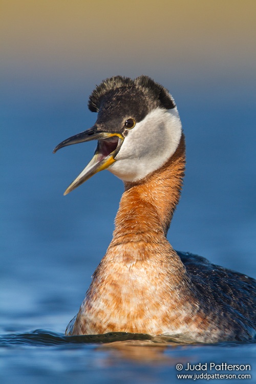 Red-necked Grebe, Seward Peninsula, Nome, Alaska, United States