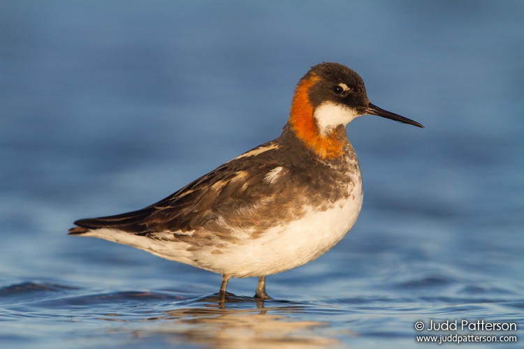 Red-necked Phalarope, Seward Peninsula, Nome, Alaska, United States