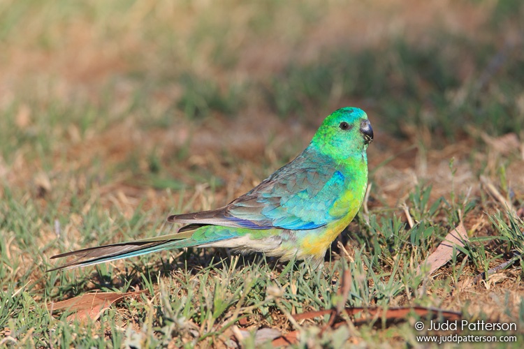 Red-rumped Parrot, New South Wales, Australia