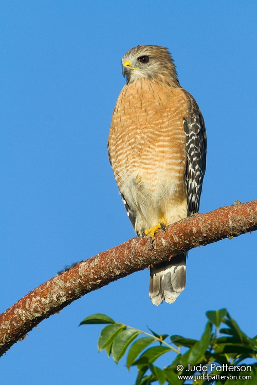 Red-shouldered Hawk, Everglades National Park, Florida, United States