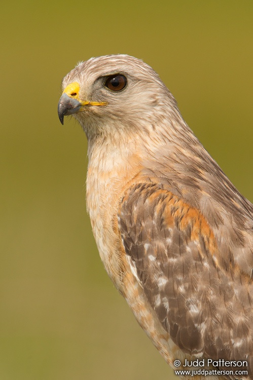 Red-shouldered Hawk, Kissimmee Prairie Preserve State Park, Florida, United States
