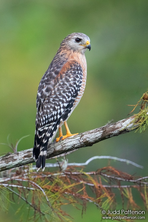 Red-shouldered Hawk, Big Cypress National Preserve, Monroe County, Florida, United States