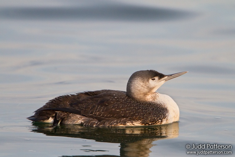 Red-throated Loon, Barnegat Lighthouse State Park, New Jersey, United States