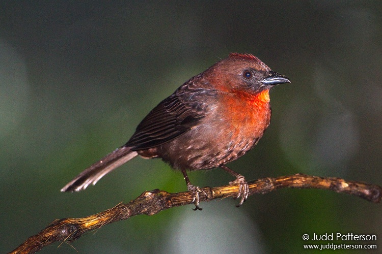 Red-throated Ant-Tanager, Rancho Naturalista, Cartago, Costa Rica