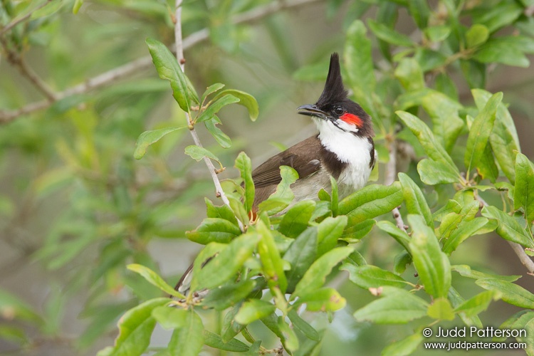 Red-whiskered Bulbul, Miami-Dade County, Florida, United States