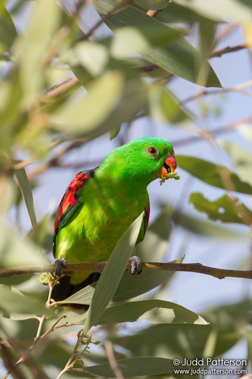 Red-winged Parrot, Kakadu National Park, Northern Territory, Australia