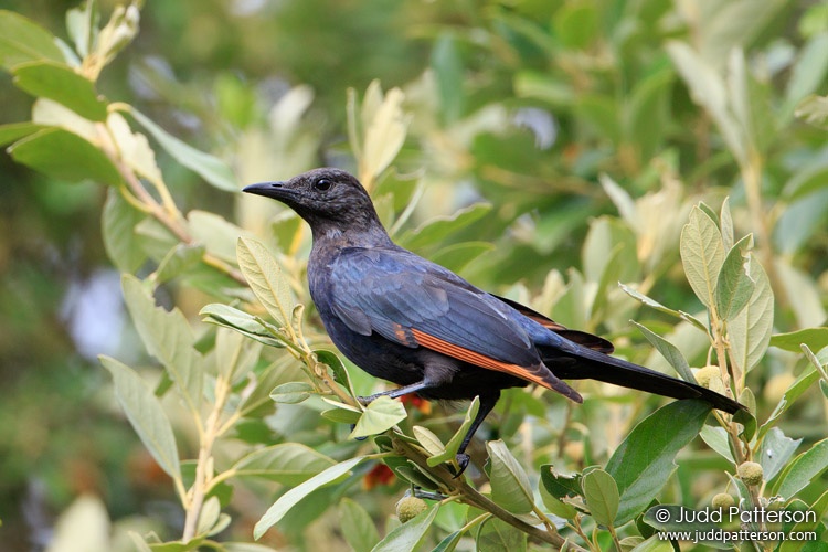 Red-winged Starling, Kirstenbosch Botanic Gardens, Cape Town, South Africa