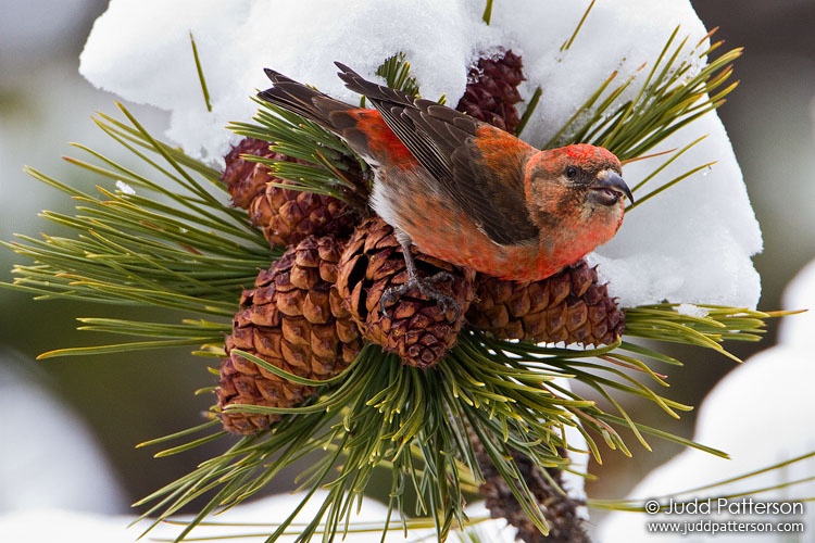 Red Crossbill, Rocky Mountain National Park, Colorado, United States