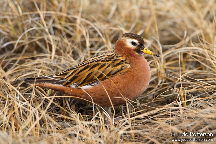 Red Phalarope, Barrow, Alaska, United States