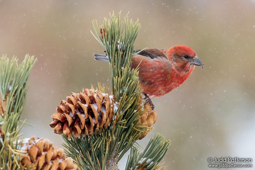 , Rocky Mountain National Park, Larimer County, Colorado, United States