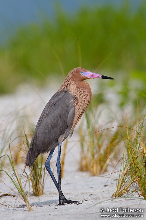 Reddish Egret, Fort De Soto Park, Florida, United States