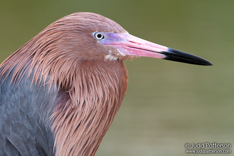 Reddish Egret, Little Estero Lagoon, Florida, United States