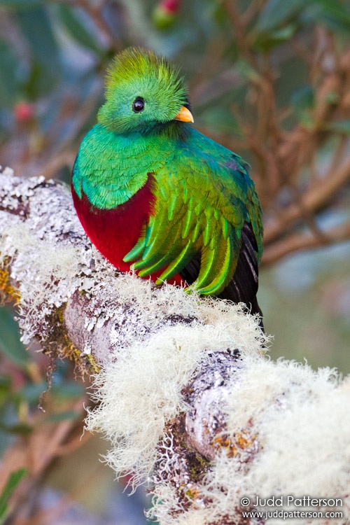 Resplendent Quetzal, Los Lagos Lodge, Cartago, Costa Rica