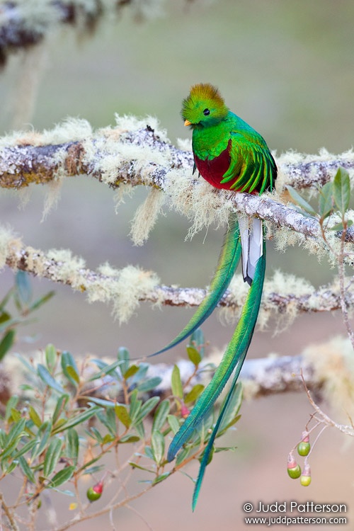 Resplendent Quetzal, Los Lagos Lodge, Cartago, Costa Rica