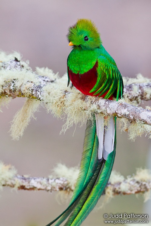 Resplendent Quetzal, Los Lagos Lodge, Cartago, Costa Rica