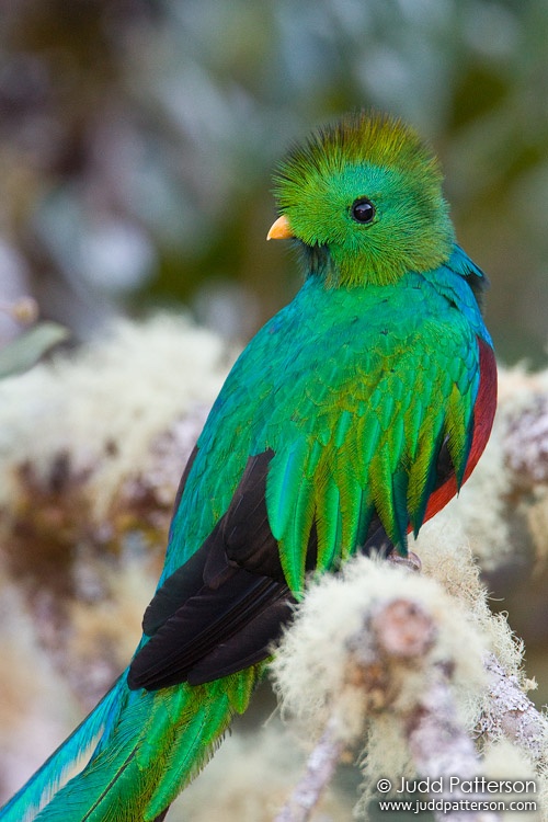 Resplendent Quetzal, Los Lagos Lodge, Cartago, Costa Rica