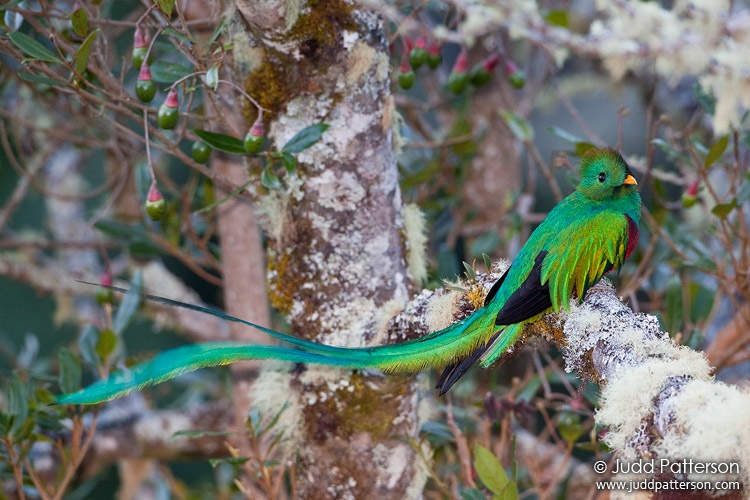 Resplendent Quetzal, Los Lagos Lodge, Cartago, Costa Rica