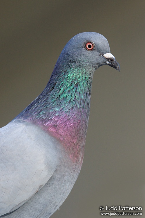 Rock Pigeon, Green Cay Wetlands, Palm Beach County, Florida, United States