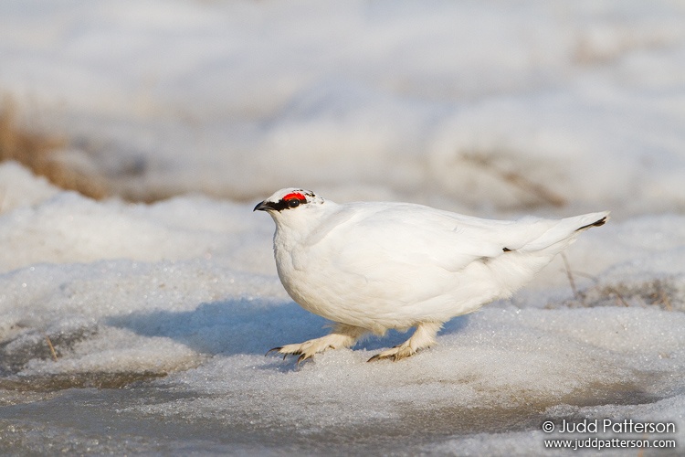 , Barrow, Alaska, United States