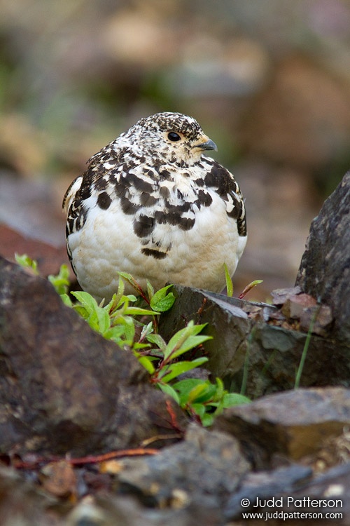 Rock Ptarmigan, Denali National Park, Alaska, United States