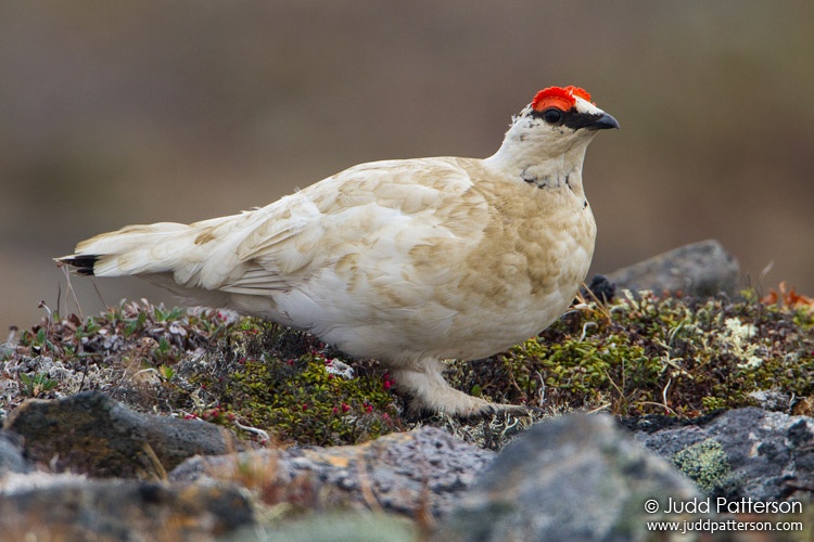 Rock Ptarmigan, Seward Peninsula, Nome, Alaska, United States