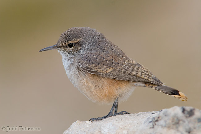 Rock Wren, Pawnee National Grassland, Colorado, United States