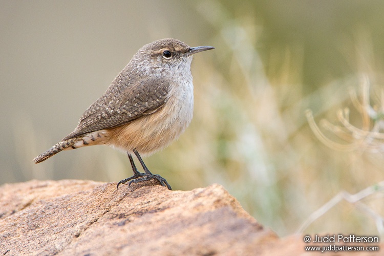 Rock Wren, Valley of Fire State Park, Nevada, United States