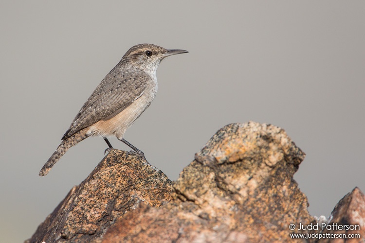 Rock Wren, Antelope Island State Park, Utah, United States