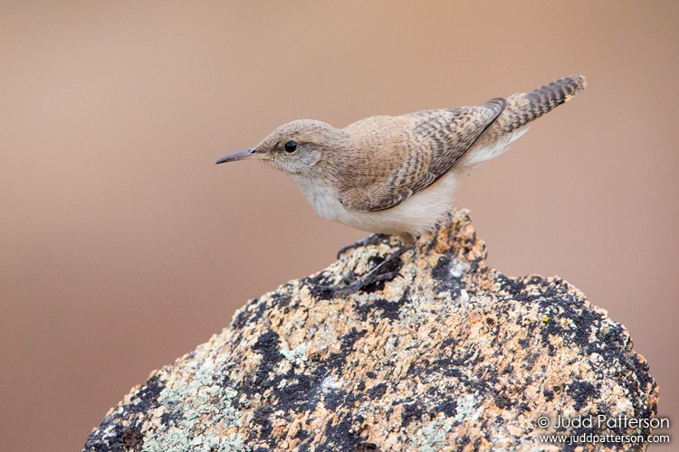 Rock Wren, Cleveland National Forest, San Diego County, California, United States