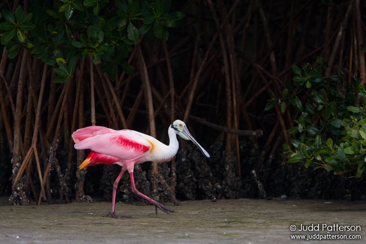 Roseate Spoonbill, Tampa Bay, Florida, United States