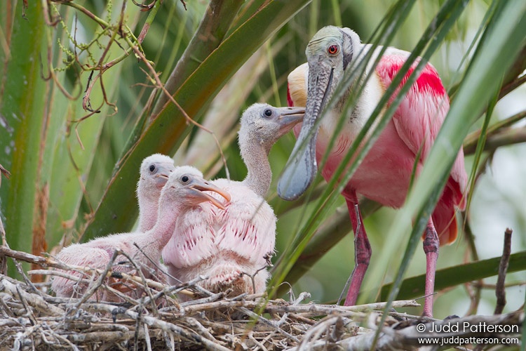 Roseate Spoonbill, St. Augustine Alligator Farm, Florida, United States