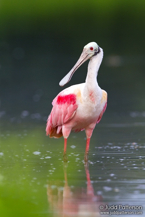 Roseate Spoonbill, Everglades National Park, Florida, United States