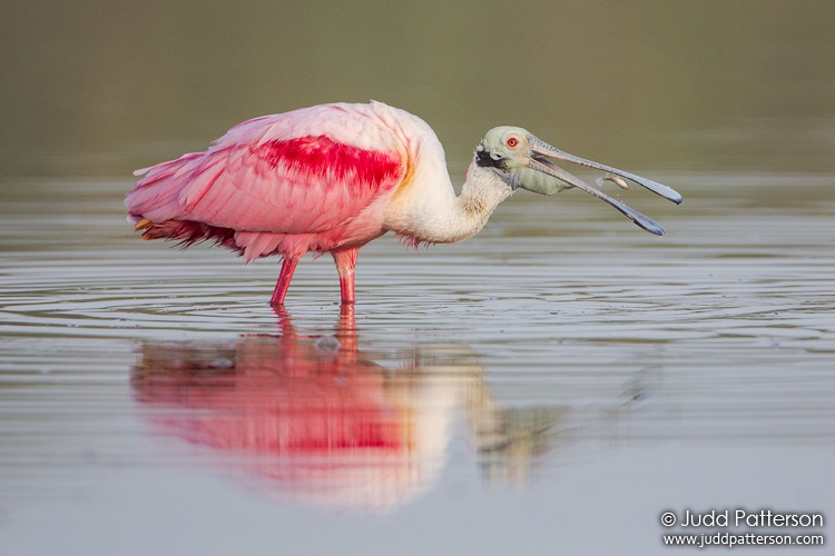 Roseate Spoonbill, Everglades National Park, Florida, United States