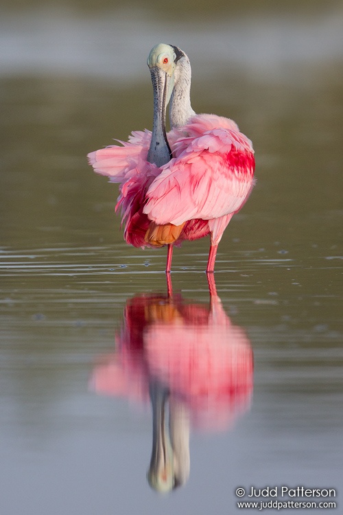 Roseate Spoonbill, Everglades National Park, Florida, United States