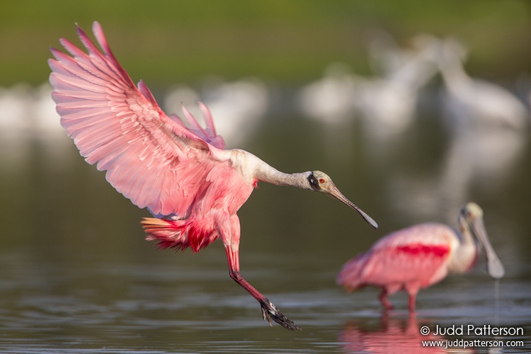 Roseate Spoonbill, Everglades National Park, Florida, United States