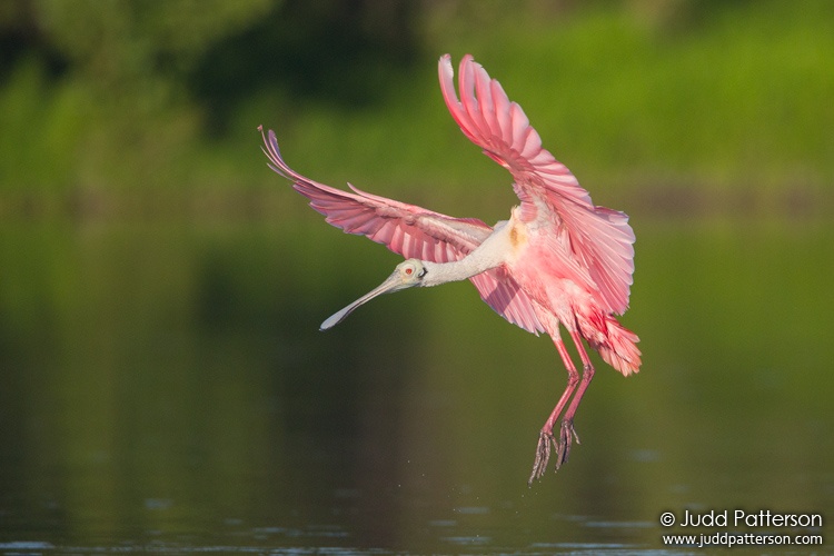 Roseate Spoonbill, Everglades National Park, Monroe County, Florida, United States